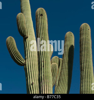 Cactus against blue sky Banque D'Images