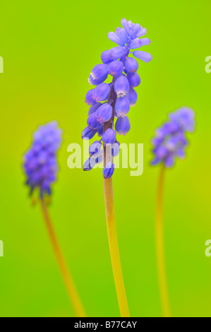 Les Muscaris (Muscari botryoides) Banque D'Images