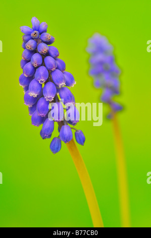 Les Muscaris (Muscari botryoides) Banque D'Images