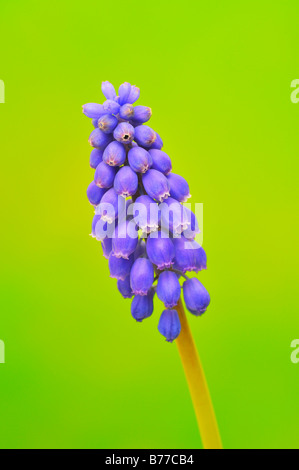 Les Muscaris (Muscari botryoides) Banque D'Images