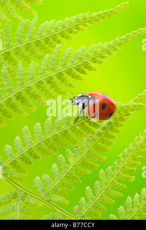 7-spot ladybird, sept points coccinelle (Coccinella septempunctata) Banque D'Images