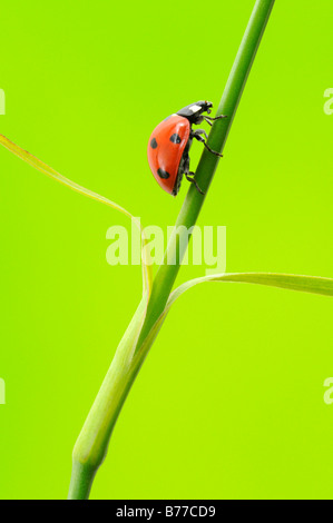 7-spot ladybird, sept points coccinelle (Coccinella septempunctata) Banque D'Images