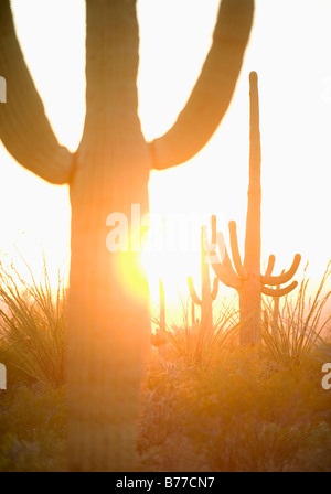 Soleil qui brille derrière, cactus Saguaro National Park, Arizona Banque D'Images