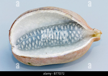 Cinq feuilles de vigne ou de chocolat (akebia Akebia quinata), de fruits Banque D'Images