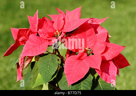 Poinsettia (Euphorbia pulcherrima, Euphorbia pulcherrima Poinsettia,) Banque D'Images