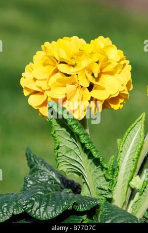 Coucou bleu (Primula veris Cabrillo Cabrillo) Banque D'Images