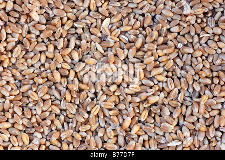 Blé tendre ou blé tendre (Triticum aestivum) grains Banque D'Images