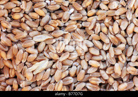 Blé tendre ou blé tendre (Triticum aestivum) grains Banque D'Images