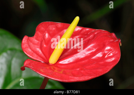 Anthurium andreanum Flamingo (Lily) Banque D'Images