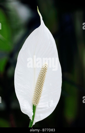 Spathiphyllum floribundum Lily (paix) Banque D'Images