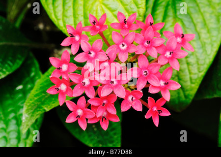 Egyptian Starcluster (Pentas lanceolata) Banque D'Images