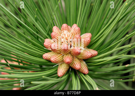 Pin noir, pin ou pin laricio (Pinus nigra), fleurs de Provence, Sud de France, France, Europe Banque D'Images