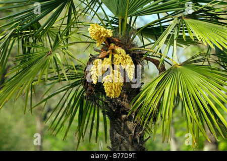 Moulin à Vent chinois ou Palm Palm Chusan (Trachycarpus fortunei), en fleurs Banque D'Images