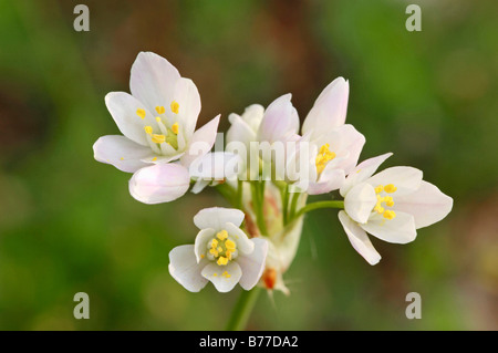 L'ail blanc, ail de Naples ou jonquille l'ail (Allium neapolitanum), Provence, Sud de France, France, Europe Banque D'Images