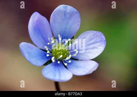 Kidneywort, hépatique ou l'ombelle (Hepatica nobilis), Provence, Sud de France, France, Europe