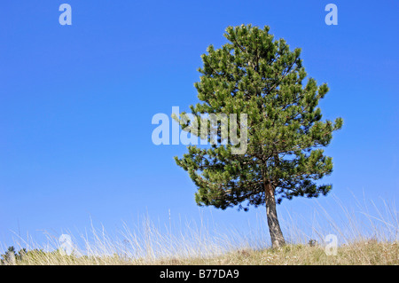 Le pin sylvestre (Pinus sylvestris), Provence, Sud de France, France, Europe Banque D'Images