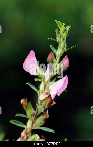(Ononis spinosa Restharrow épineuse), Nordrhein-Westfalen, Germany, Europe Banque D'Images