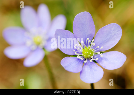 Kidneywort, hépatique ou l'ombelle (Hepatica nobilis), Provence, Sud de France, France, Europe