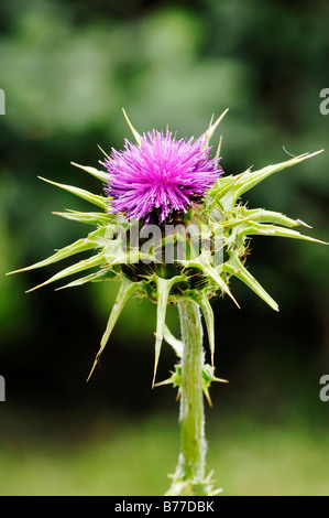 Le chardon de lait ou Notre Dame de Pitcher (Silybrum marianum, Carduus marianus), Provence, Sud de France, France, Europe Banque D'Images