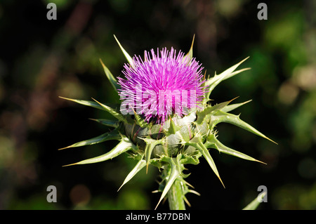 Le chardon de lait ou Notre Dame de Pitcher (Silybrum marianum, Carduus marianus), Provence, Sud de France, France, Europe Banque D'Images