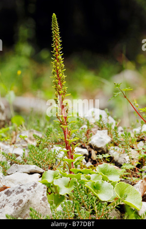 Penny-Pies Navelwort, Mur ou ombelle (ombilic rupestris), Provence, Sud de France, France, Europe Banque D'Images