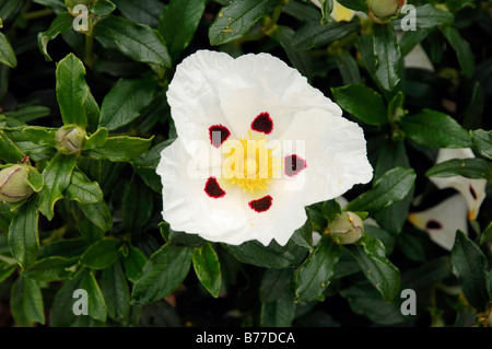 Gum ciste (Cistus ladanifer), Provence, Sud de France, France, Europe Banque D'Images