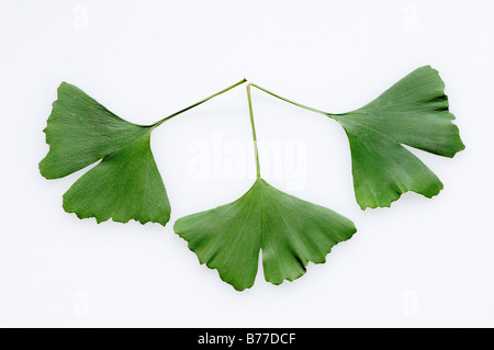 Le Ginkgo ou arbre aux 40 écus (ginkgo biloba) laisse Banque D'Images