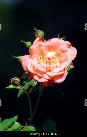 Rose (Rosa spec.) Banque D'Images