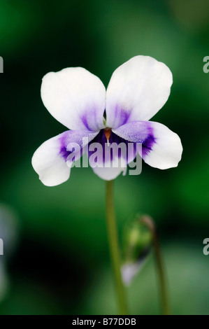 Les feuilles de lierre, violet ou Violet Violet australienne (Viola hederacea), l'Australie Banque D'Images