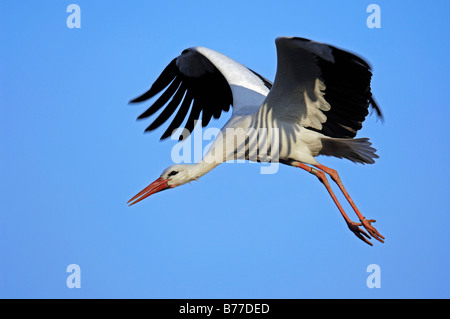 Cigogne Blanche (Ciconia ciconia) en vol, Nordrhein-Westfalen, Germany, Europe Banque D'Images