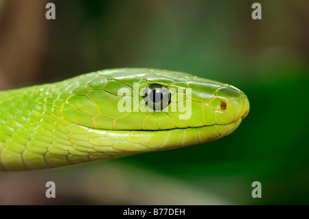 Green Mamba orientale (Dendroaspis angusticeps), portrait Banque D'Images