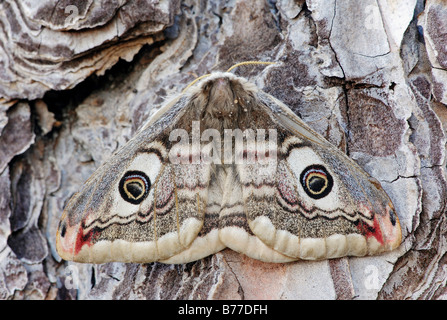 Petit papillon empereur (Saturnia pavonia), femme, Provence, France, Europe du Sud Banque D'Images