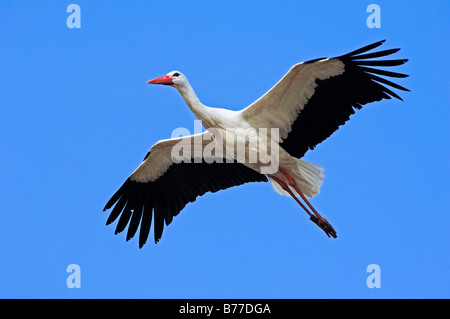 Cigogne Blanche (Ciconia ciconia) en vol, Nordrhein-Westfalen, Germany, Europe Banque D'Images