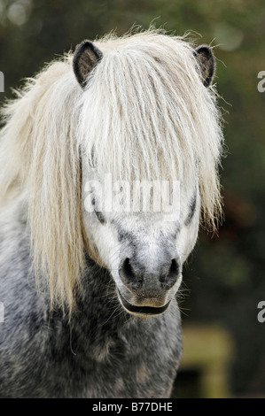 Poney Shetland, portrait Banque D'Images