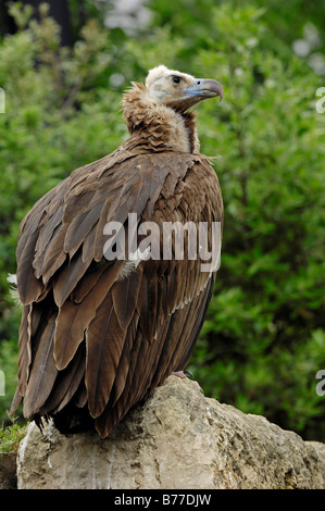 Black eurasien (Coprinus monachus) Banque D'Images