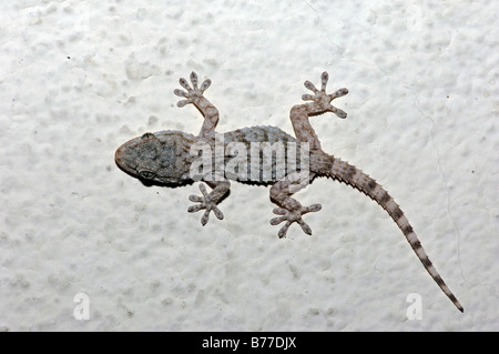 Mur mauresque mauresque, Gecko, Gecko Gecko gecko commun, mur, Crocodile Gecko, le sud de la France (Tarentola mauritanica), Provence Banque D'Images