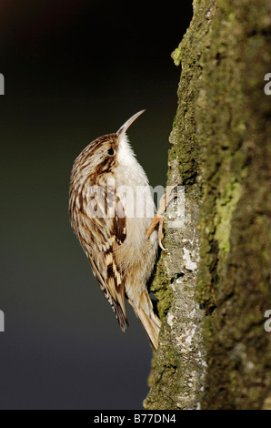 Bruant des (Certhia brachydactyla), Nordrhein-Westfalen, Germany, Europe Banque D'Images