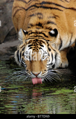 Tigre de Mandchourie tigre de Sibérie, de l'amour, tigre (Panthera tigris altaica), de boire Banque D'Images