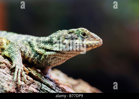 Lizard cubain, le Lézard Curly nord (Leiocephalus carinatus), les jeunes Banque D'Images