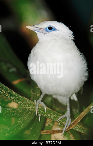 Bali Starling, Rothschild Leucopsar rothschildi Mynah (jeunes), Banque D'Images