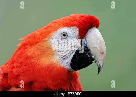 Ara rouge (Ara macao), portrait Banque D'Images