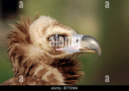 Urubu noir eurasien, moine (Coprinus monachus), portrait Banque D'Images