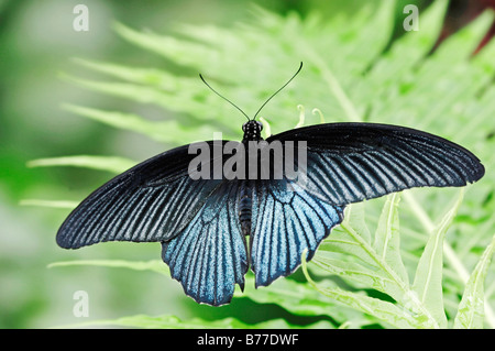 (Papilio rumanzovia Mormon écarlate), homme Banque D'Images