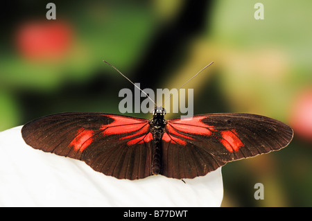 Petit postier, Rouge Passion Flower Butterfly, Crimson-Patched Longwing (Heliconius erato) Banque D'Images