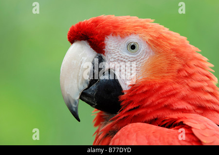 Ara rouge (Ara macao), portrait Banque D'Images