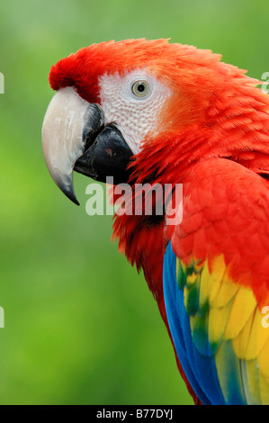 Ara rouge (Ara macao), portrait Banque D'Images