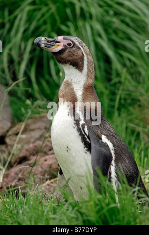 Manchot de Humboldt, Penguin péruvienne (Spheniscus humboldti) Banque D'Images