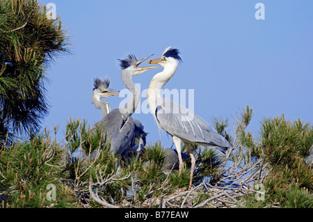 Héron cendré (Ardea cinerea) avec les jeunes au nid, Camargue, Provence, France, Europe du Sud Banque D'Images