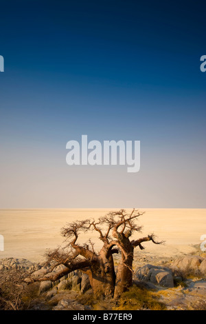 Les arbres dénudés désert sur Kubu Island, Botswana Banque D'Images