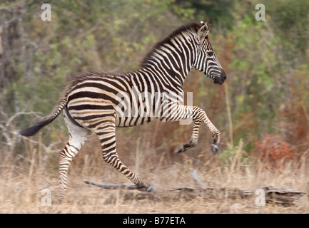 Les jeunes, ludique zebra Banque D'Images